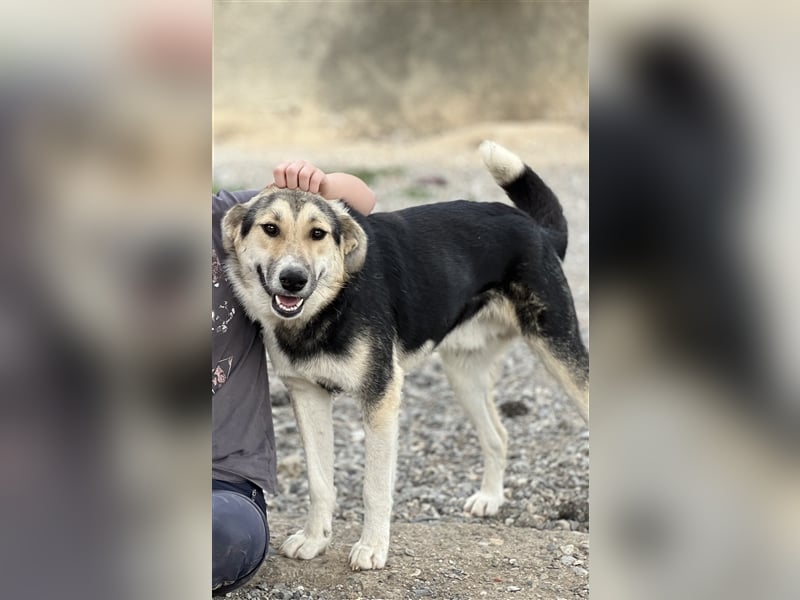 Steve - ein wahrlicher Herzbube