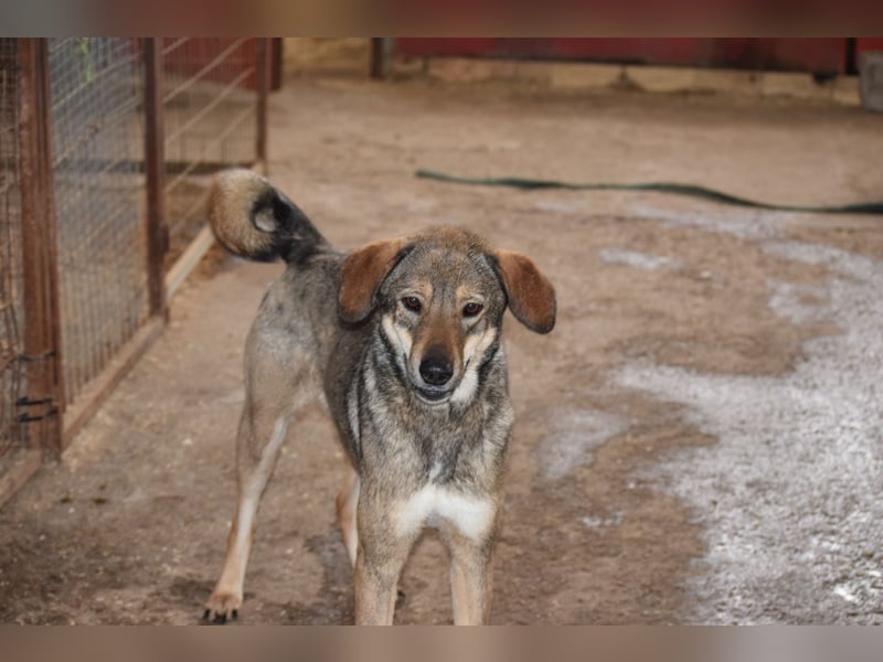 Aira – Sonnenschein auf vier Pfoten sucht ihr Glück