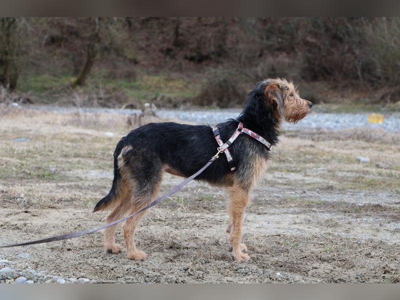 Toffee – Lebhafte Hundedame sucht ein Zuhause, das ihr gerecht wird!