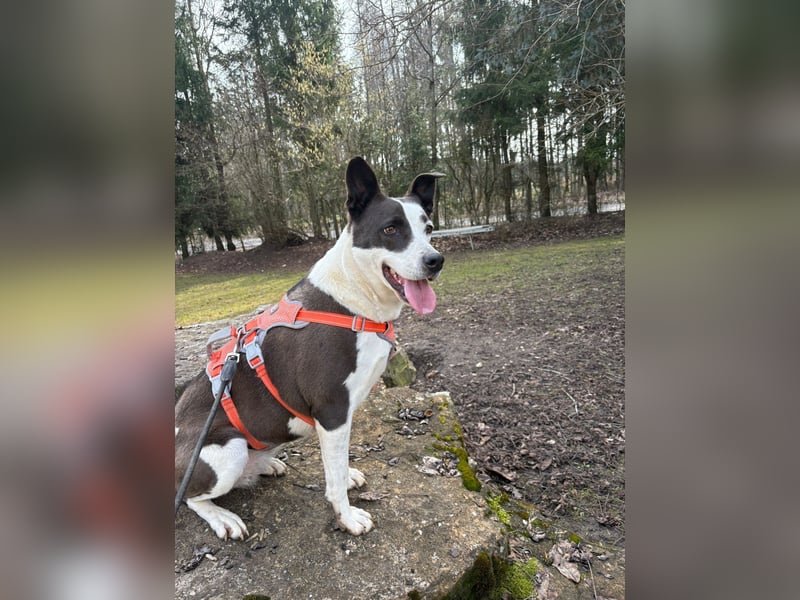 Oca – treue Schmusehündin mit großem Herzen