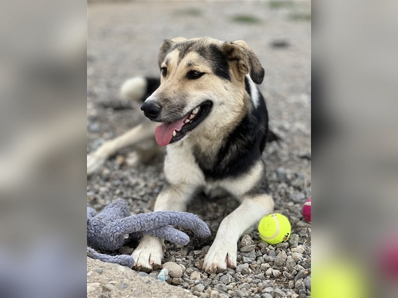 Steve - ein wahrlicher Herzbube