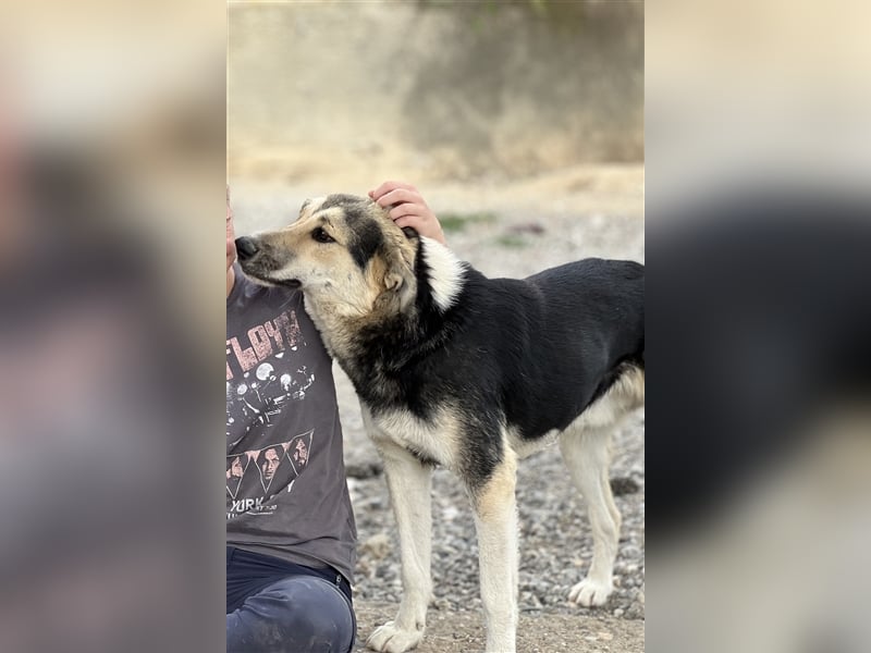 Steve - ein wahrlicher Herzbube