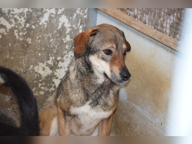 Aira – Sonnenschein auf vier Pfoten sucht ihr Glück