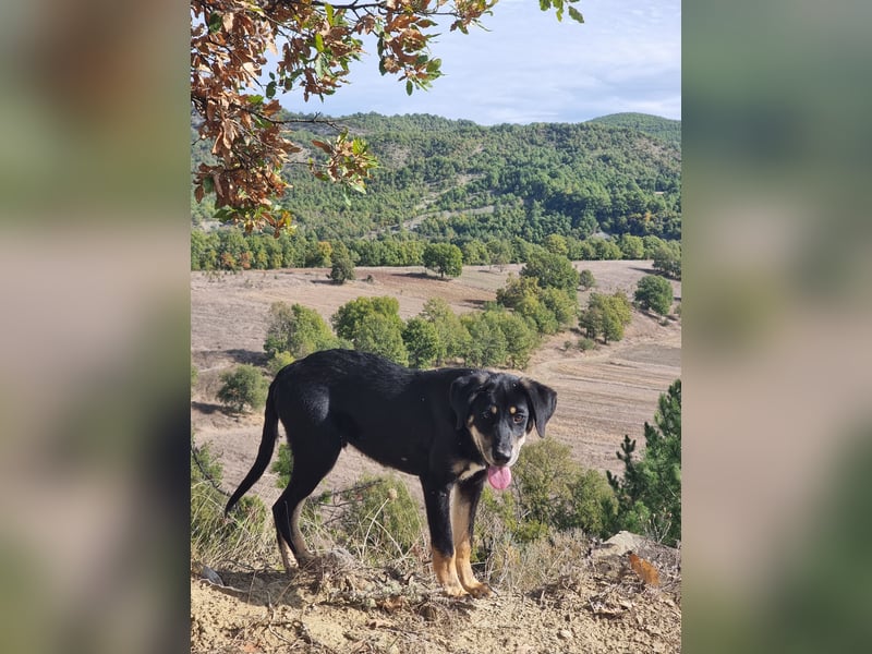 Fido - ein leises Herz, das endlich Vertrauen lernen darf