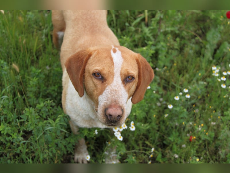 Latte  – Die sportliche Frohnatur mit Herz