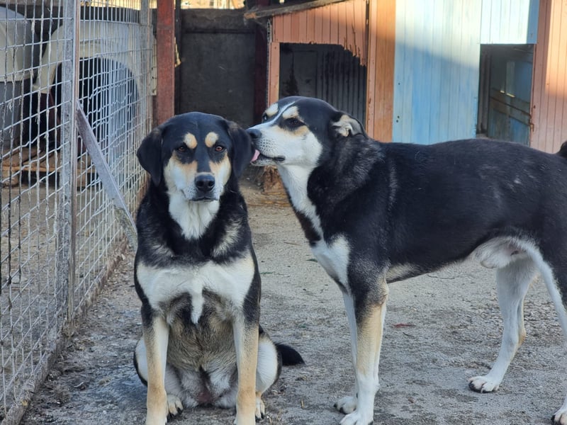 Lola – eine sensible Husky-Mix-Dame auf der Suche nach ihrem Menschen