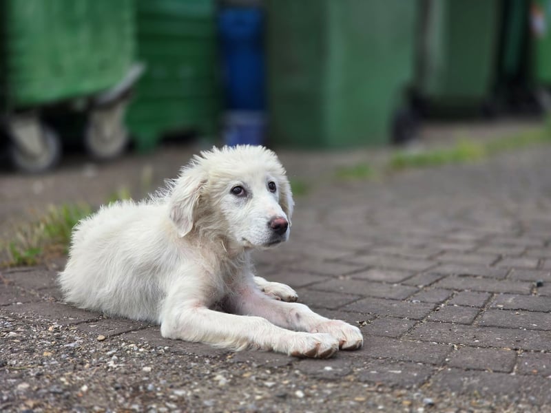 April – kleine Kämpferin mit großem Kuschelherz sucht ihr Glück