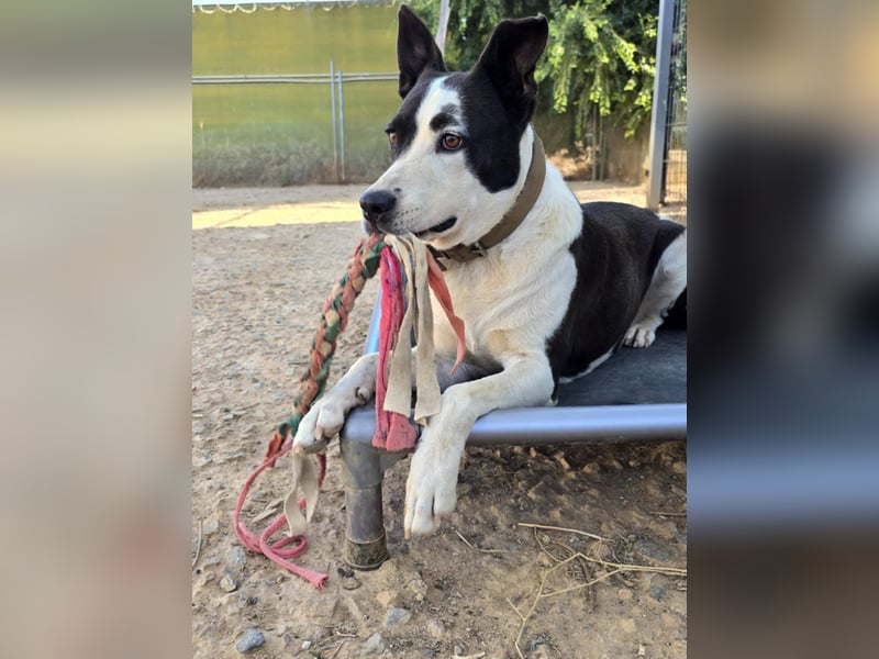 Oca – treue Schmusehündin mit großem Herzen