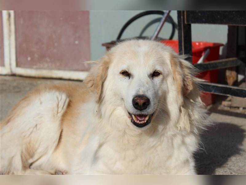 Sebezoula - seit Welpenalter im Shelter