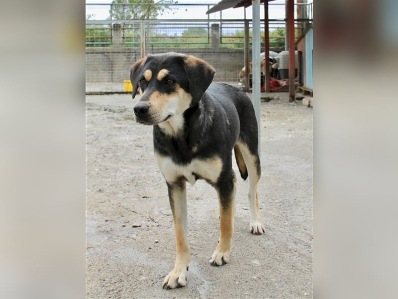 Lola - Alle gute Dinge sind DREI + 1