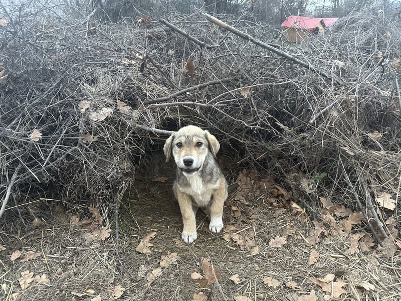 Bo – der fröhliche Begleiter mit Herz und Köpfchen