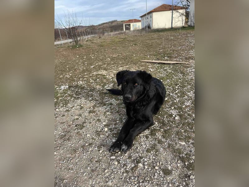 Arnie – Ein treuer Freund wartet auf sein Zuhause!