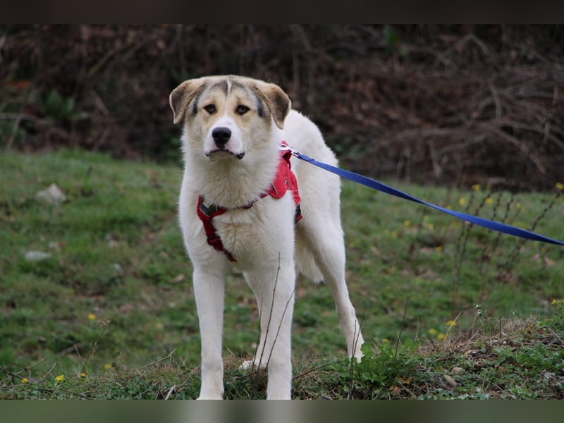 Henry - ein sanfter Entdecker