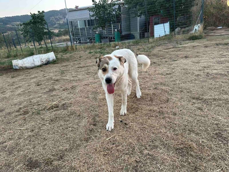 Lucy – sportliche Charakterhündin sucht erfahrenes Zuhause