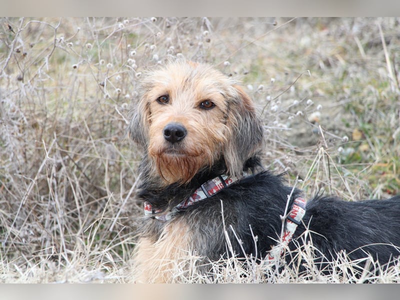 Toffee – Lebhafte Hundedame sucht ein Zuhause, das ihr gerecht wird!