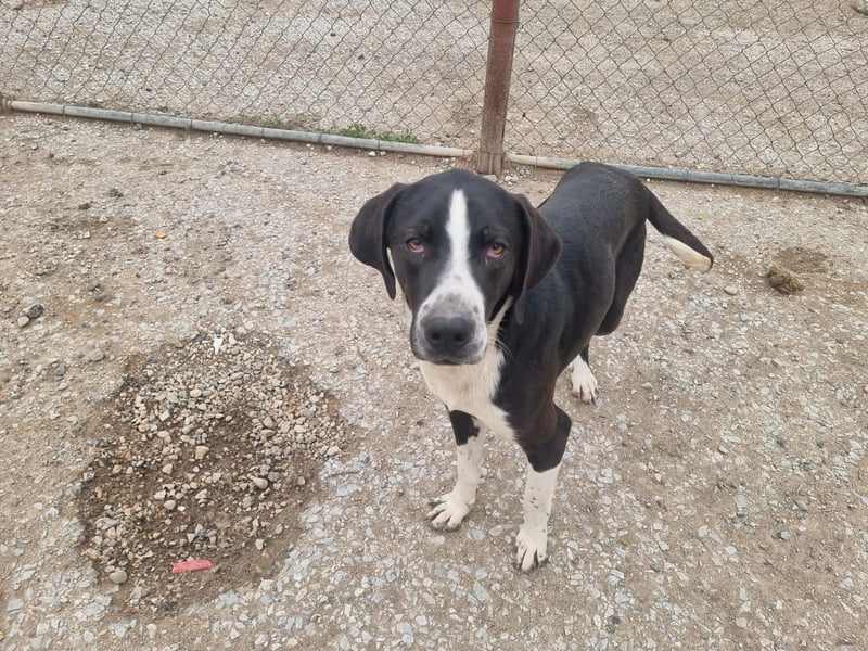 Neues Zuhause für Quinn - Ein Abenteuer wartet!