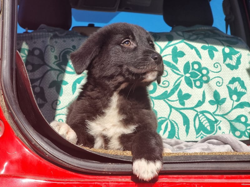 Ash sucht seine Menschen