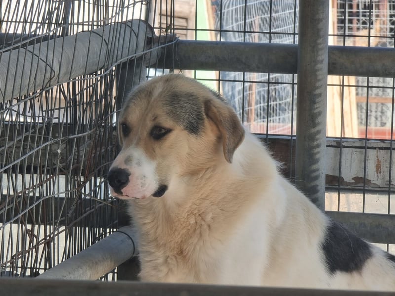 Henry - ein sanfter Entdecker