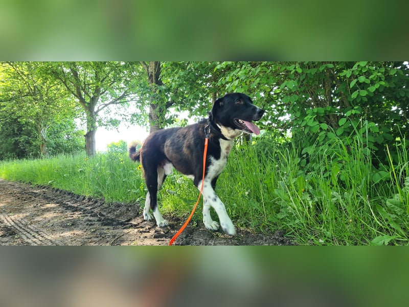 Samu -  Lustiger Jungspunt sucht sein Für-immer-Zuhause
