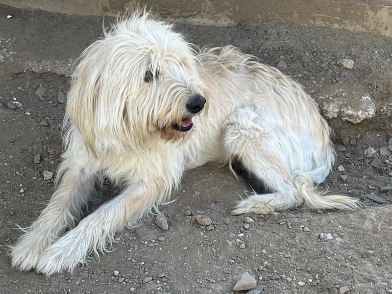 Angel - unser Engel sucht ihr Glück