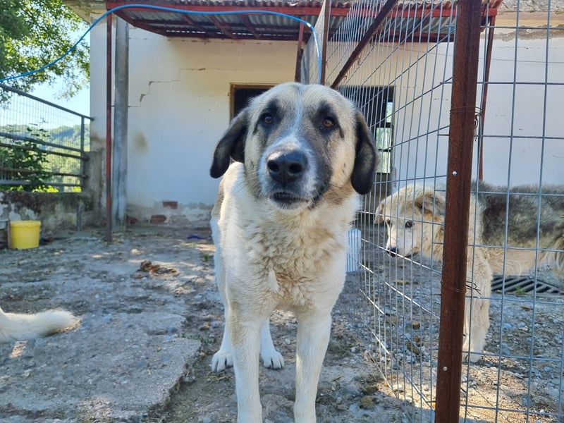 Buck- loyaler Bub wartet auf Dich!