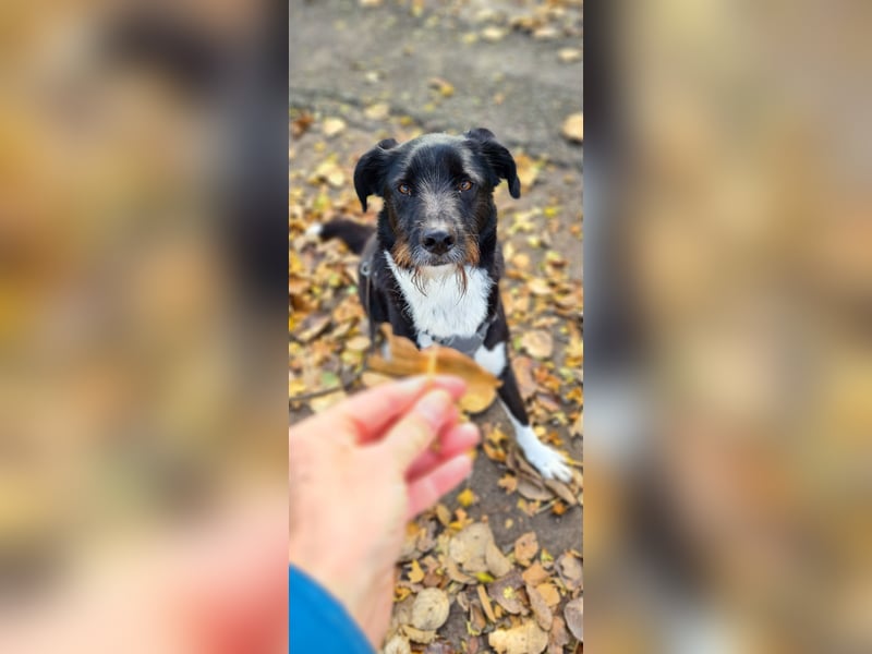 Yaron - ein echter Gentleman mit Schnurrbart und Herz