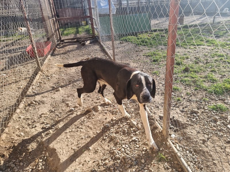 Neues Zuhause für Quinn - Ein Abenteuer wartet!