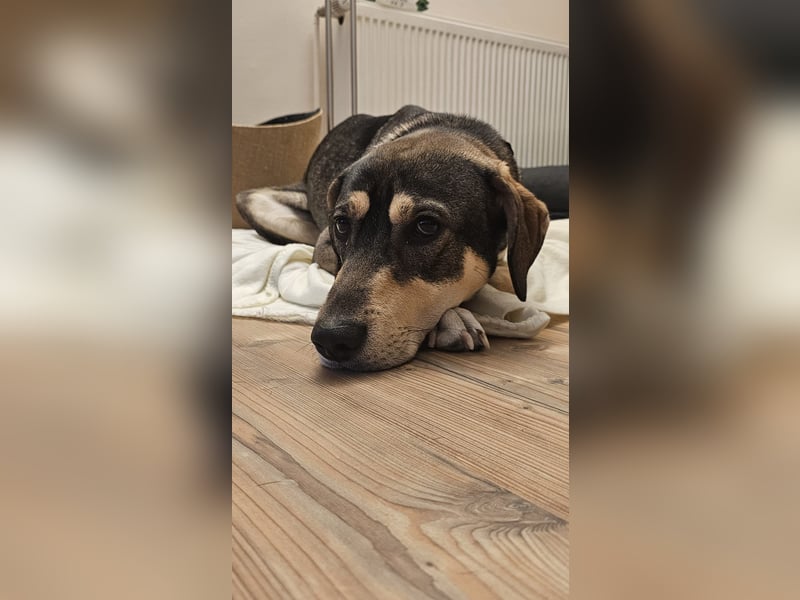 Monti – Unser verschmuster Jungspund sucht ein liebevolles Zuhause!