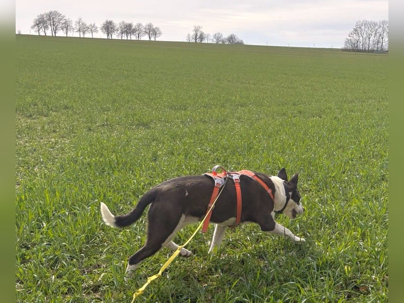 Oca – treue Schmusehündin mit großem Herzen