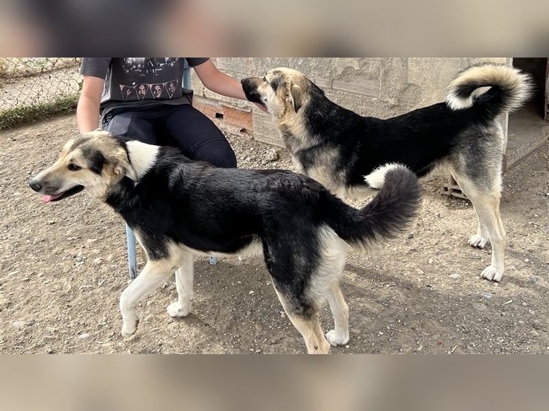 Steve - ein wahrlicher Herzbube