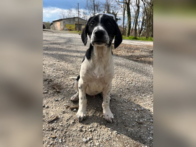 Porthos - ein fröhlicher kleiner Sonnenschein