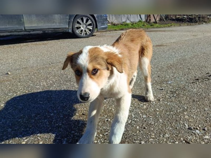 Nelly – ein kleiner Schatz auf der Suche nach Liebe