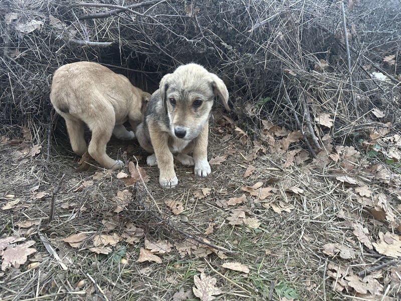 Bo – der fröhliche Begleiter mit Herz und Köpfchen