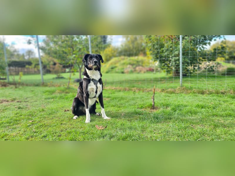Yaron - ein echter Gentleman mit Schnurrbart und Herz