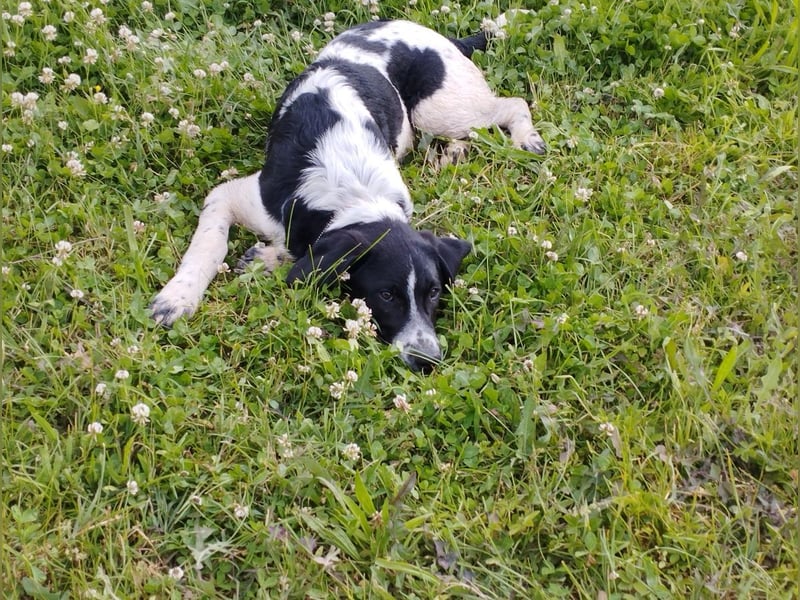 Porthos - ein fröhlicher kleiner Sonnenschein