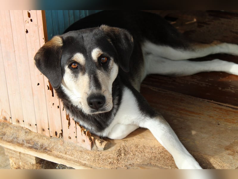 Trudi – Husky-Mix auf der Suche nach ihrem großen Glück!