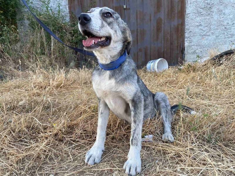 Babis - eine lebensfrohe Abenteurerin sucht ihr Zuhause