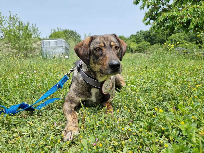 Lotty- Vier zauberhaft sanfte Pfoten