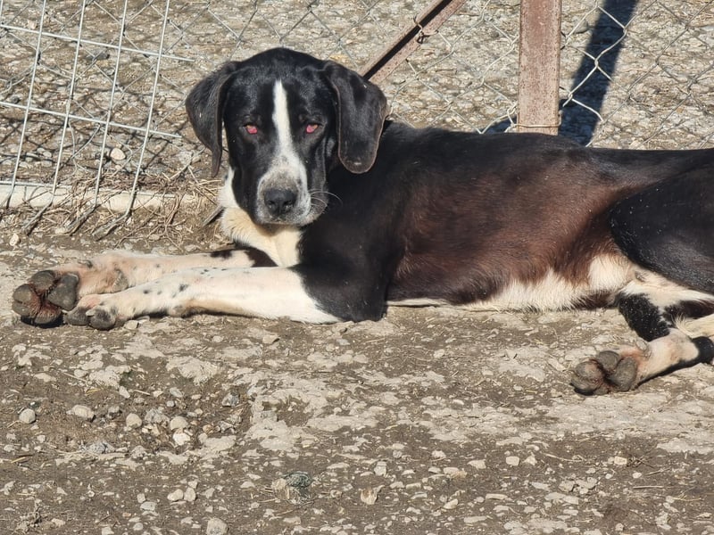 Neues Zuhause für Quinn - Ein Abenteuer wartet!