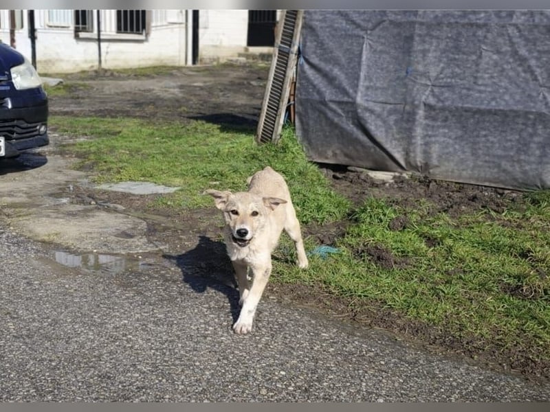 Snoopy – ein kleiner Kämpfer mit großem Herzen