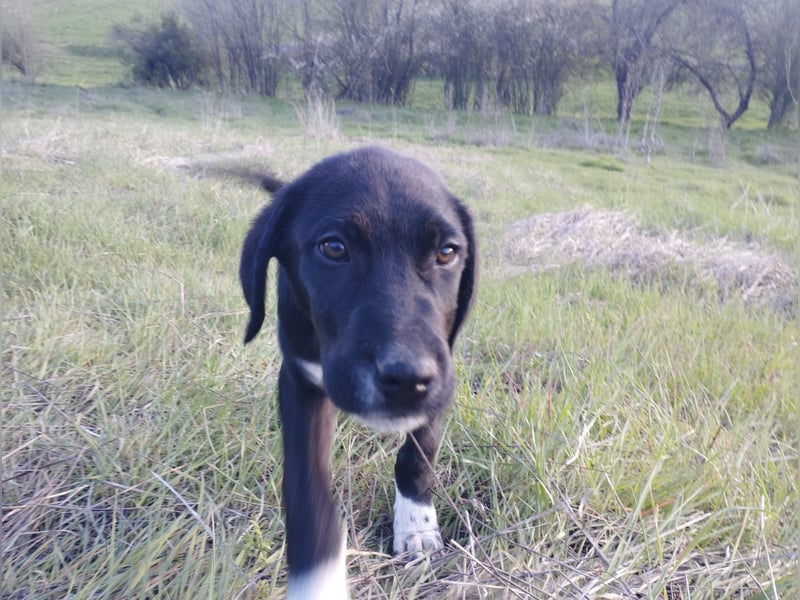 Aramis - ein sanfter kleiner Held auf vier Pfoten
