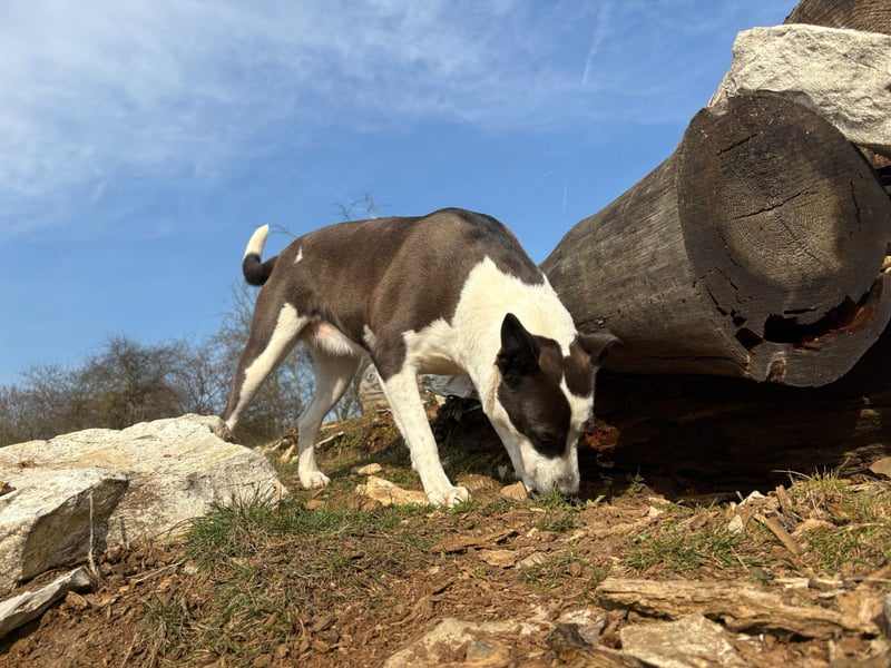 Oca – treue Schmusehündin mit großem Herzen