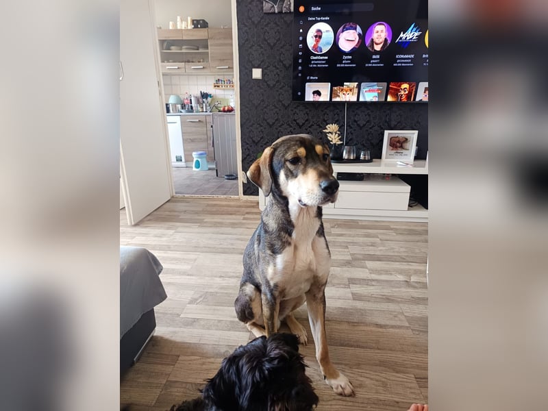 Monti – Unser verschmuster Jungspund sucht ein liebevolles Zuhause!