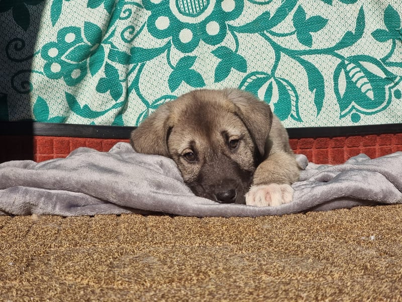 Ash sucht seine Menschen