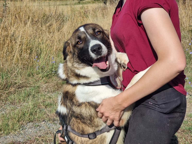 Eva - eine wunderschöne junge Hundedame sucht ihr Happy End