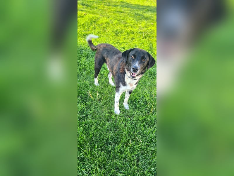 Samu -  Lustiger Jungspunt sucht sein Für-immer-Zuhause