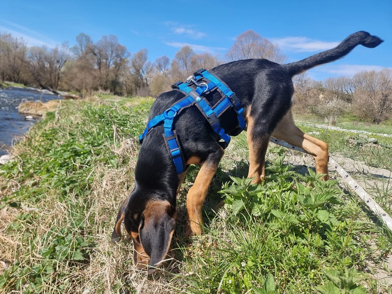 Cupcake – ein kleines Wunder mit großem Herzen