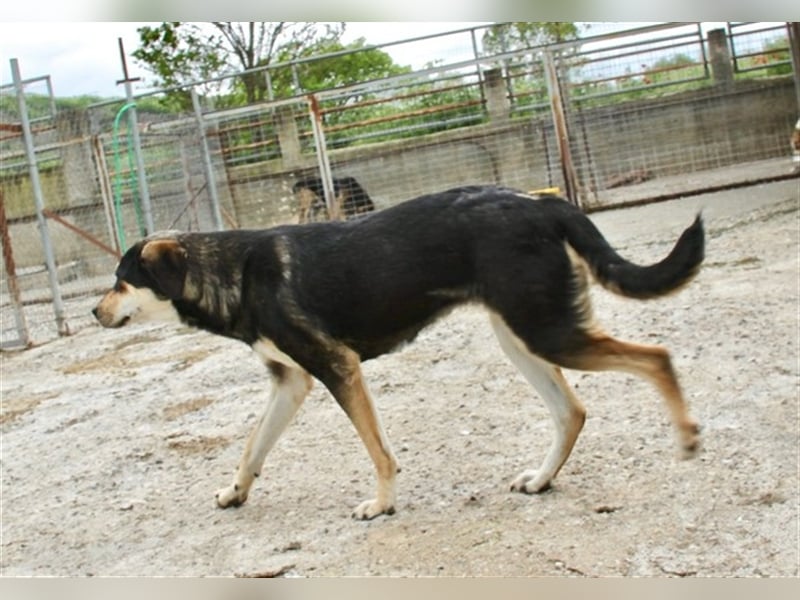 Lola - Alle gute Dinge sind DREI + 1