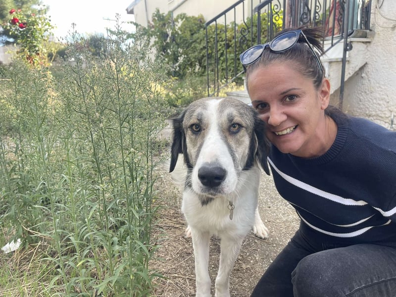 Ophelia -  sanfte Hundedame, sucht ihr Für-immer-Zuhause