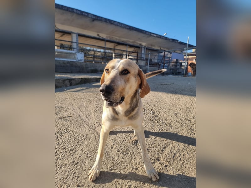 Paddy – der Gute-Laune-Hund